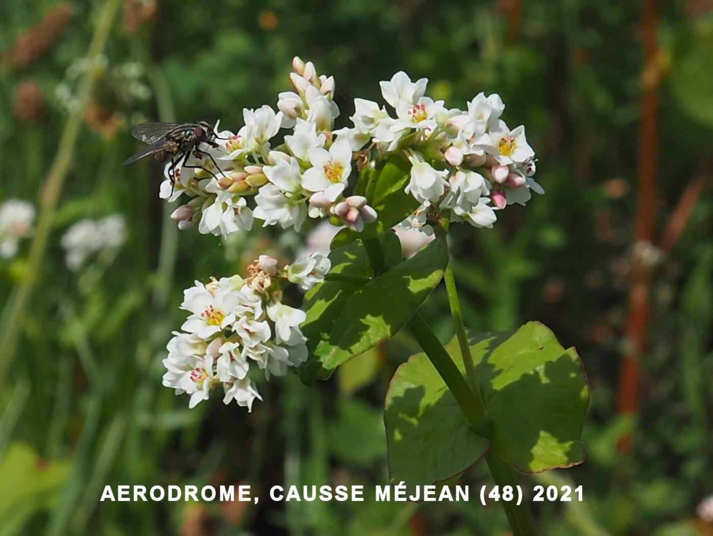 Buckwheat flower